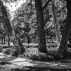 3trees
