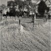 overgrown